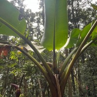 Musa acuminata Colla